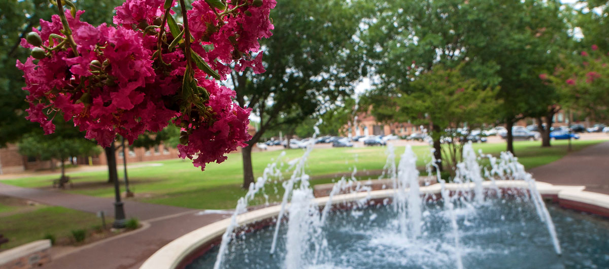 Maroon flowers blooming at the Bolin Fountain