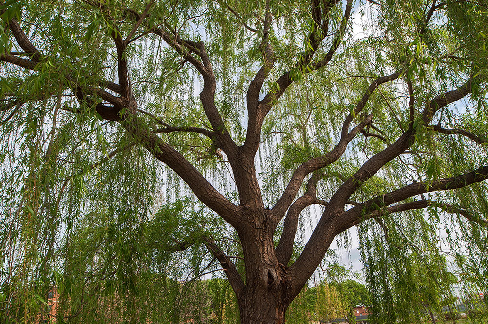 Willow Tree